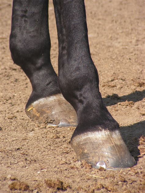 Gambar Kaki Sepatu Bot Kuda Tubuh Manusia Alas Kaki Kuku