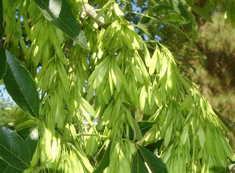 13 Species Of Ash Trees