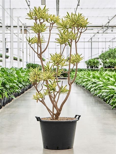 Pleomele Dracaena Reflexa Song Of Sri Lanka H 170cm B 75cm