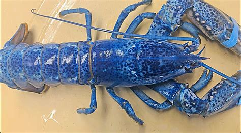 Rare Blue Lobster Found At Restaurant - Only 1 in 2 Million Are Blue