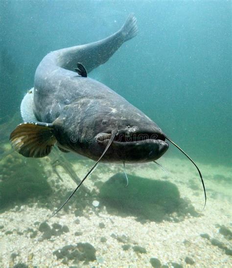 Image result for Silurus glanis | Gefüllter fisch, Wels angeln, Fische