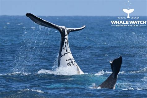 Why do Whales Tail Slap? | Whale Watch Western Australia