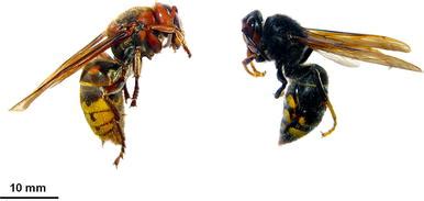 Queens Of Vespa Crabro Left And V Velutina Right K Monceau