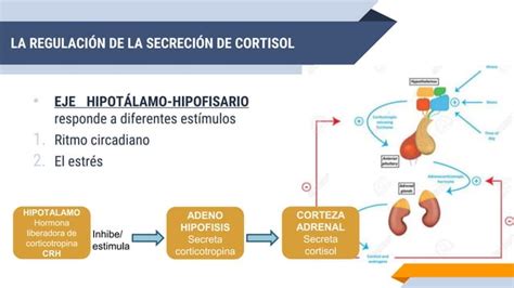 Cortisol Ppt