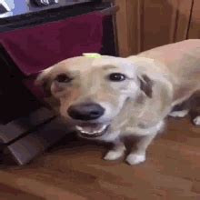 Butter Dog GIF - Butter Dog - Discover & Share GIFs