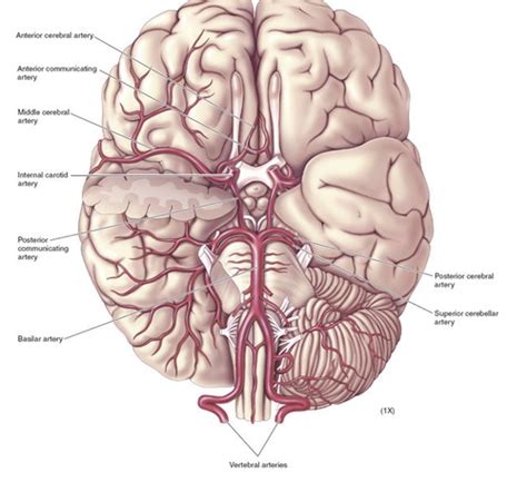 Neuro 2 Cerebrovascular Disorders Flashcards Quizlet