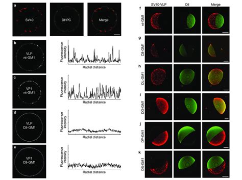 Clustering And Domain Formation Analysis A Confocal Sections In The