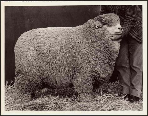 Photograph Sheep Showing C1966 2