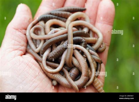 Lumbricus Hi Res Stock Photography And Images Alamy