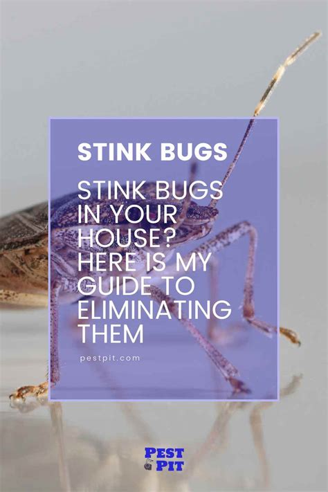 Stink Bugs In Your House? Here Is My Guide To Eliminating Them - Pest Pit
