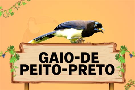 Gaio de peito preto características habitat reprodução alimentação