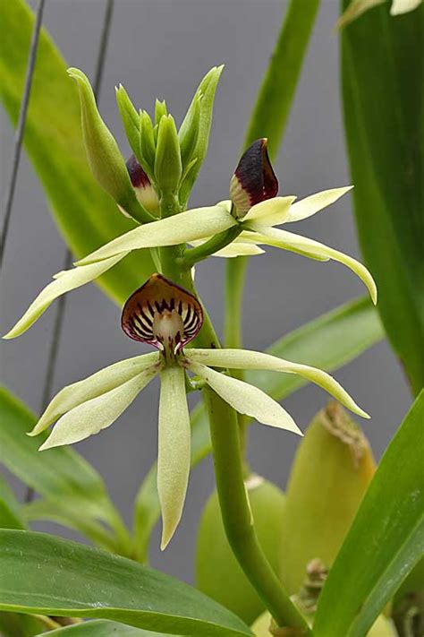 Encyclia ´green Hornet´ Orchideenforum