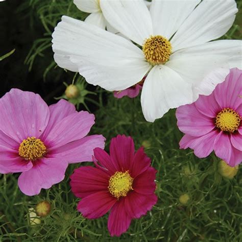 Cosmos Bipinnatus Sensation Mix