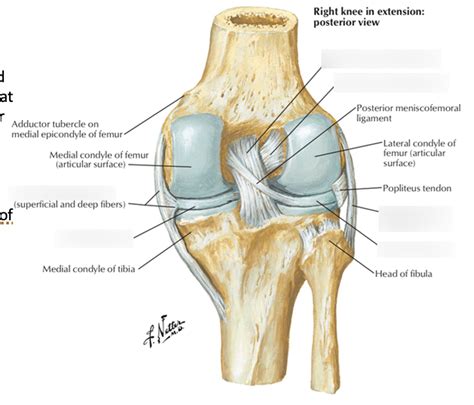 Articulations Knee Joint Posterior View Diagram Quizlet