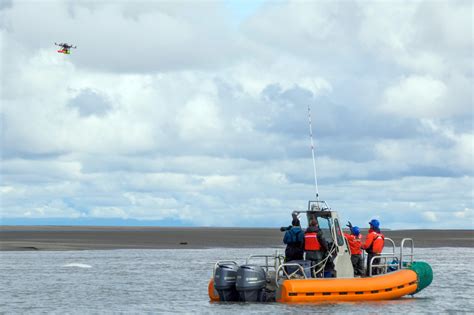 Studying Endangered Cook Inlet Beluga Whales In Alaska | NOAA Fisheries