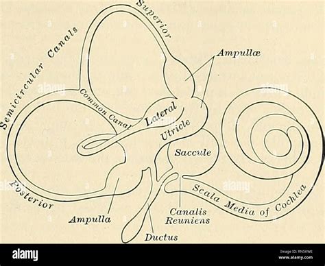 Ampulla Semicircular Canals