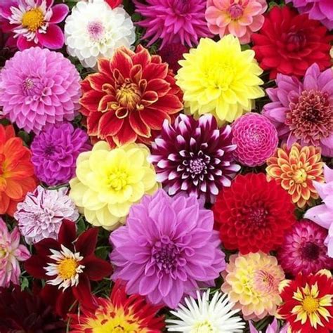 Dahlia Varieties | Dahlia | Jim Whiting Nursery