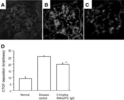 glomerular connective tissue growth factor ctgf staining  day