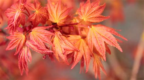 Acer Palmatum Akaji Nishiki Japanese Maple Conifer Kingdom