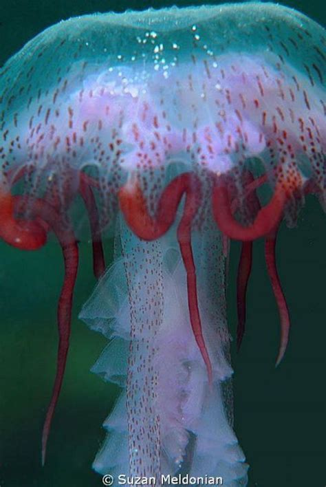 Jellyfish Fest | Beautiful sea creatures, Ocean creatures, Life under the sea