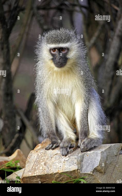 Auf Felsen Sur Rock Monkey Singes Primates Primates Mammif Res