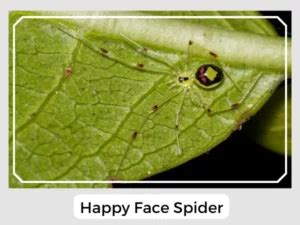 happy face spider theridion grallator facts identification pictures