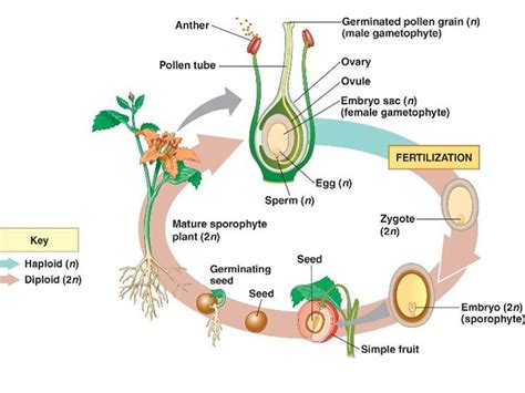 Ciclo De Vida De Una Angiosperma Plant Life Cycle Plant Science Biology