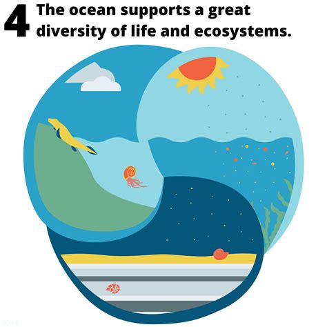 4 The Ocean Supports A Great Diversity Of Life And Ecosystems