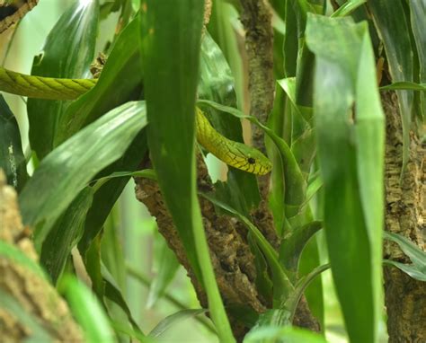 Tropical Vivarium Plants 19 Wonderful Plants For Your Habitat