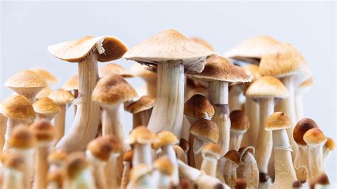 Facts About Guide To Microdosing Magic Mushrooms Revealed L