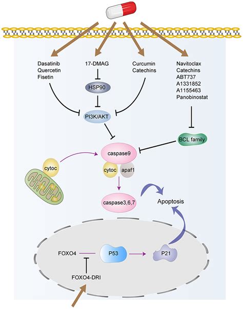 The Targeted Signaling Pathways Involved In Senolytics Senolytic