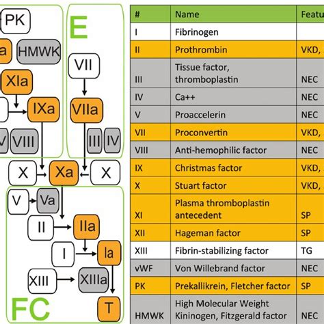 Scheme Of Blood Coagulation Cascade And International Nomenclature Of