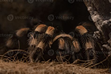 mexican red knee tarantula 17410623 Stock Photo at Vecteezy