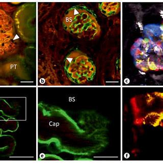 Intravital Mpm Imaging Of The Structure And Function Of The Glomerulus