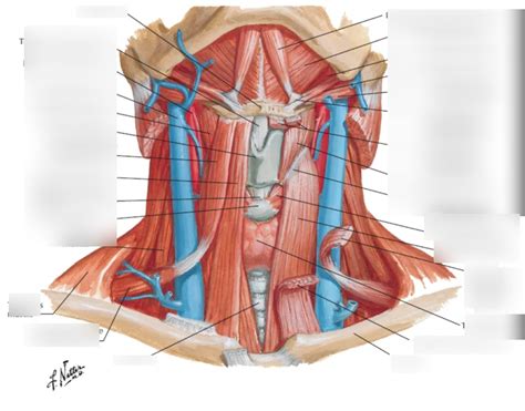 Anterior Triangle Of Neck SCHEMATIC Diagram Quizlet