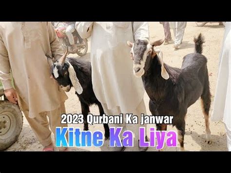 Kitne Ka Liya Qurbani Ka Janwar Desi Bakre Chaki Dumbe