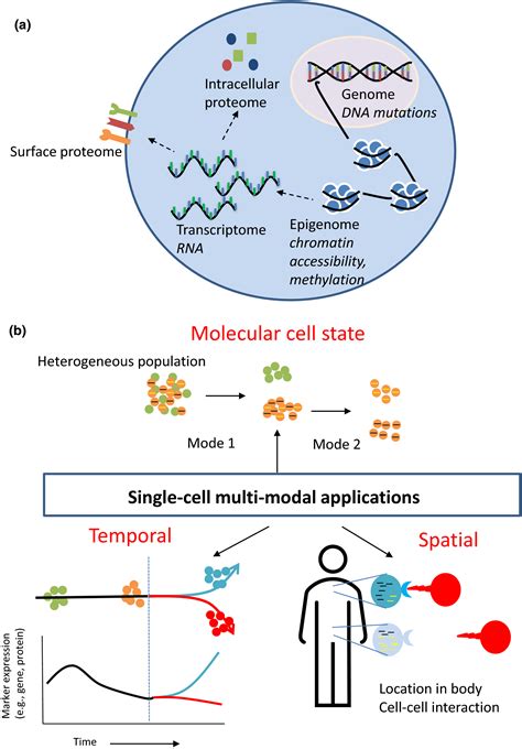 Recent Advances In Singlecell Multimodal Analysis To Study Immune