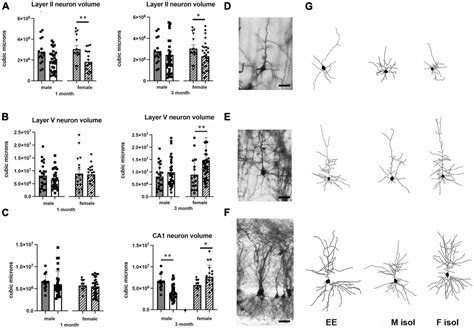 Frontiers Neuroanatomical And Neurochemical Effects Of Prolonged