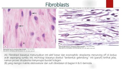 Jaringan Ikat Connective Tissue