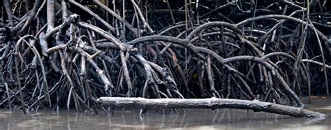 Premium Photo A Pile Of Branches And Exposed Tree Roots On The River Bank