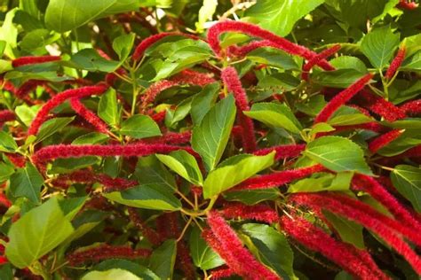 Amaranto Cuidados Multiplicaci N Y Cultivo Cola De Zorro Amaranthus