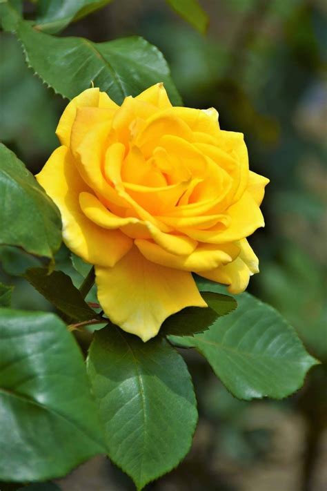 Yellow Rose With Green Leaves Beautiful Flowers