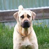 Olympic Dogs : olympicdogs.net, Kangal x Boerboel