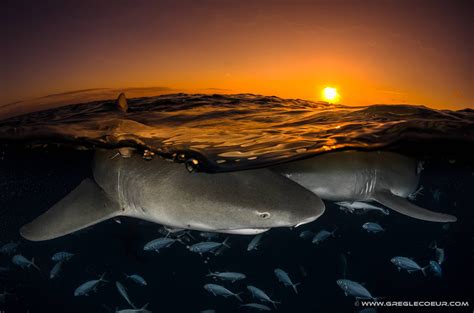 Sharks At Sunset Thedepthsbelow