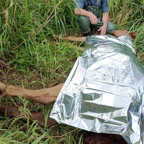 Cavalo Resgatado Ap S Passar A Noite Atolado Em Lagoa De Rio Dos