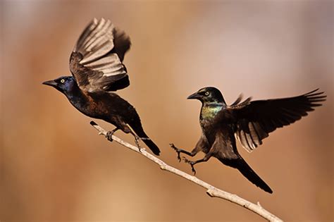 Common Grackle Migration | Vincent Mistretta's Blog