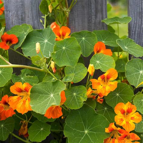 Nasturtiums: Are They Good Companion Plants?