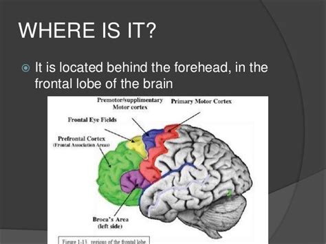 The Prefrontal Cortex