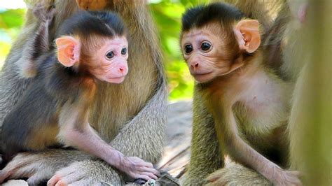 Baby Kenzo Monkey Clings Mama Katrina While We Feeding Milk To His Mama