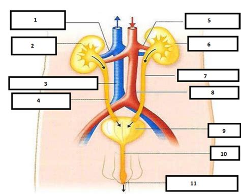 Appareil Urinaire Flashcards Quizlet